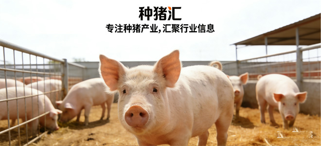 种猪汇